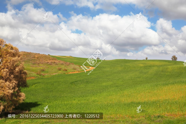 綠色的田野和多云的天空