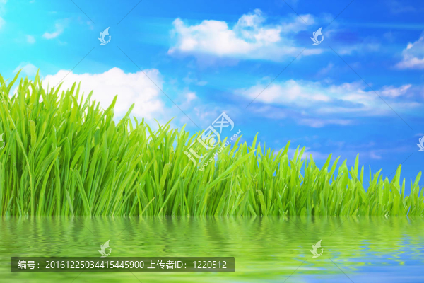 水反射新鮮青草