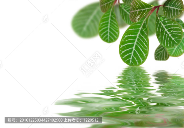 美麗的樹(shù)葉倒映在水中
