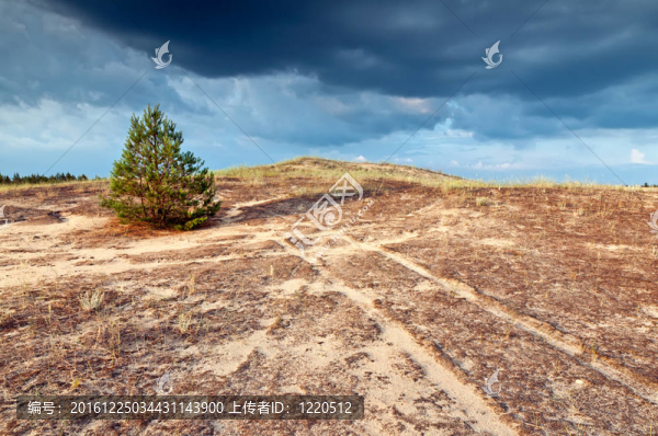 山上的Lone松
