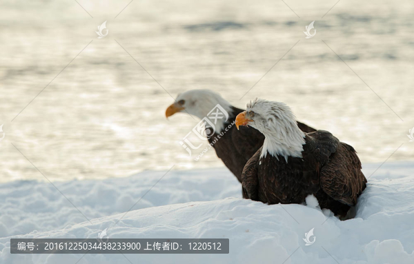 雪地上的兩只禿鷹
