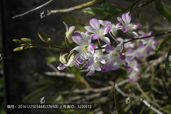 紫白漸變蘭花