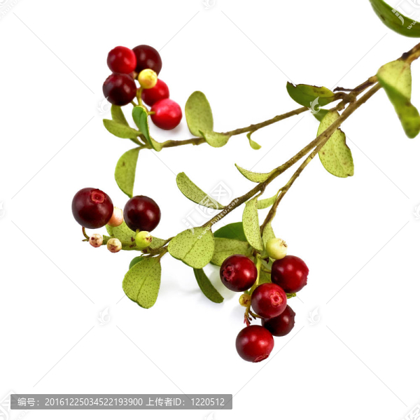 一枝紅豆