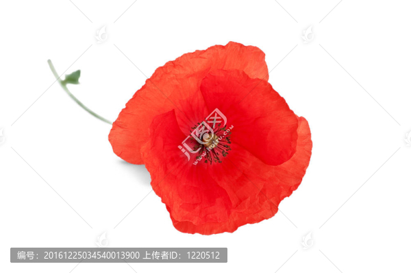 紅色罌粟花