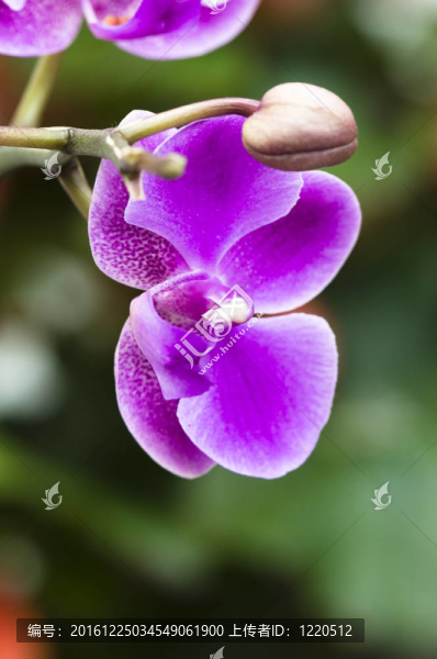 蘭花花特寫