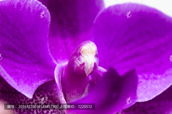 蘭花花特寫