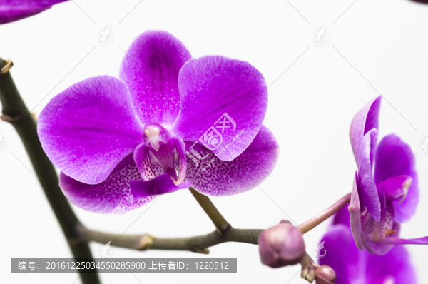 蘭花花在白色上
