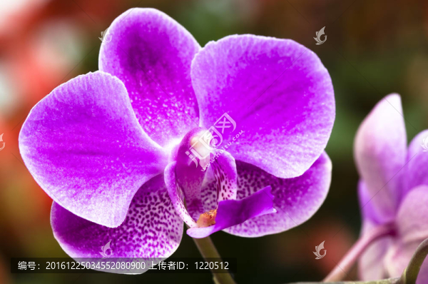 蘭花花特寫