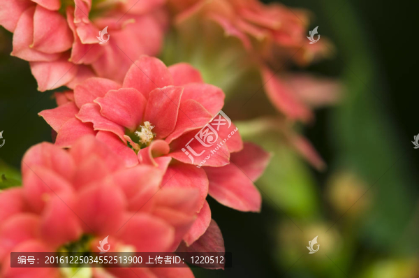 長(zhǎng)壽花灌木