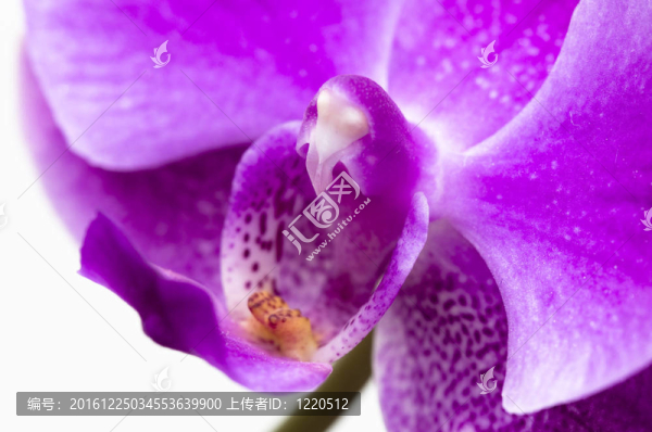 蘭花花在白色上