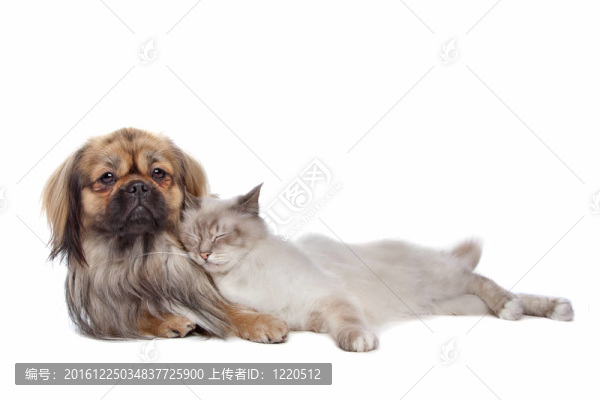 狗和貓