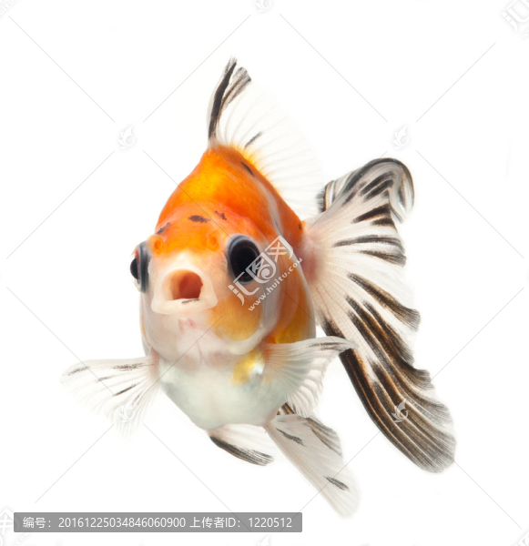 白色金魚