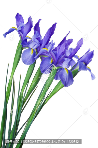 鳶尾花