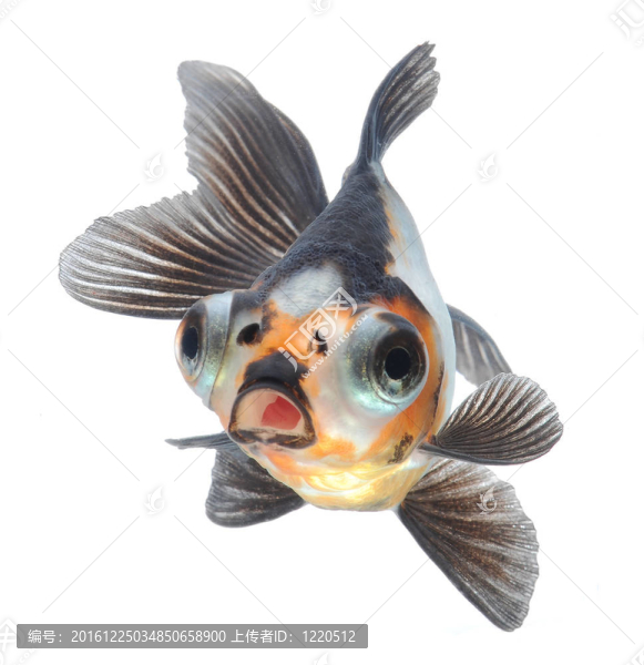 金魚寵物白色