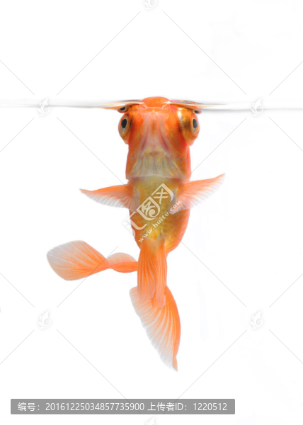 白色的舞者金魚