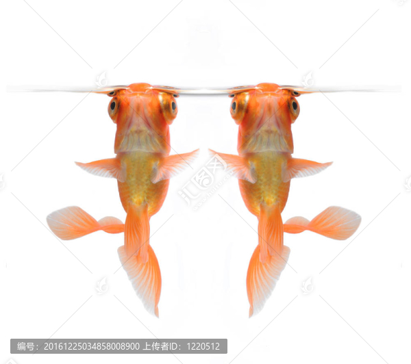 白色的舞者金魚(yú)
