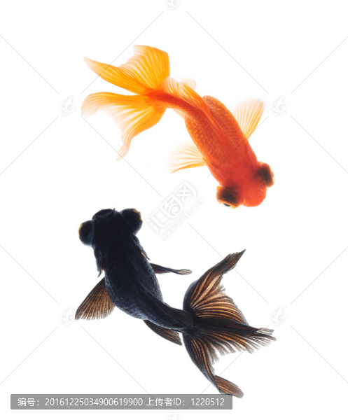 金魚寵物觀隔離