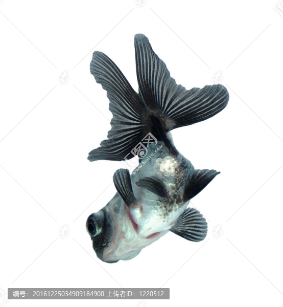 白金魚
