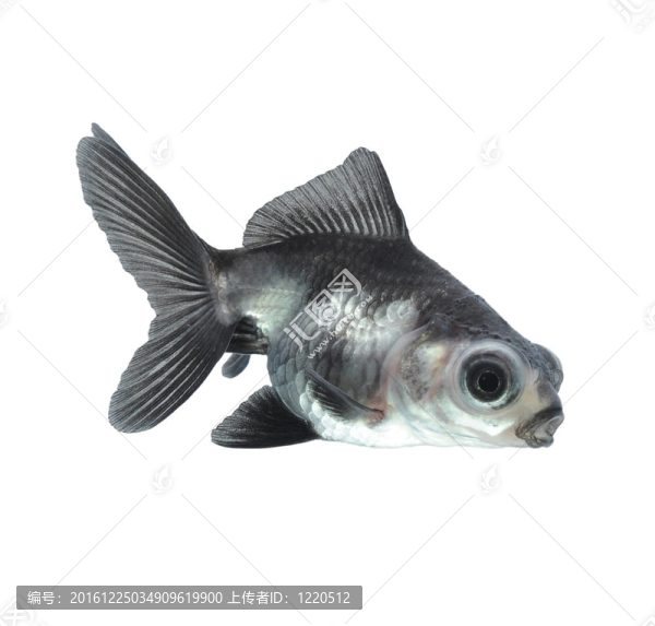 白金魚(yú)