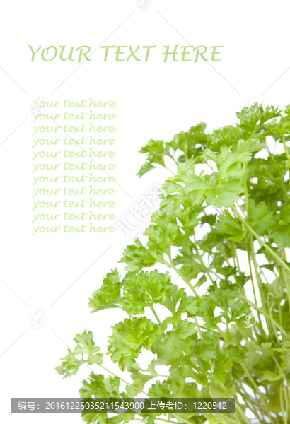 新鮮歐芹