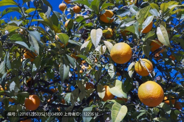 橘子樹