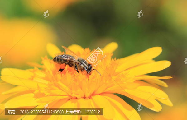 蜜蜂