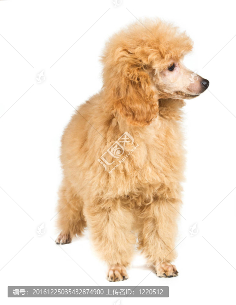 杏色貴賓犬的畫像在白色背景