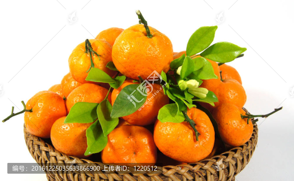 橙白色果實(shí)