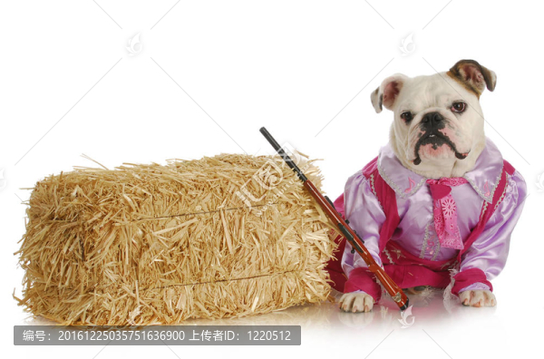 犬女牛仔