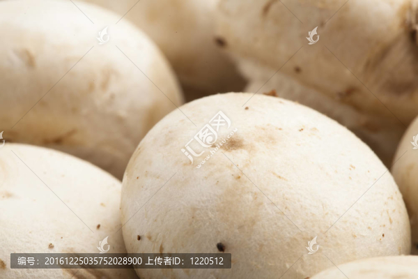蘑菇