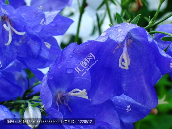 藍(lán)色的花