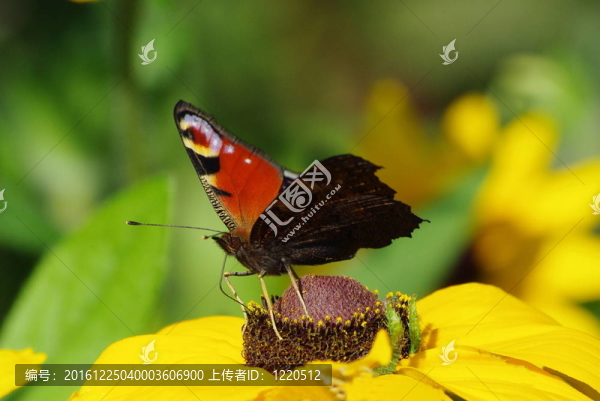 蝴蝶；從花叢中飛來