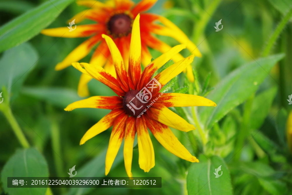 太陽花