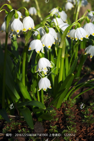 雪蓮花