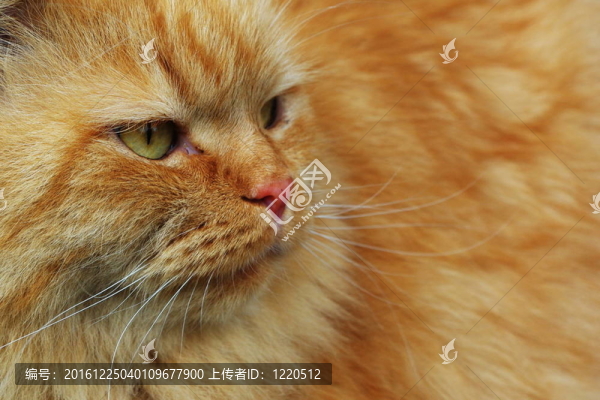 紅狐貍的貓