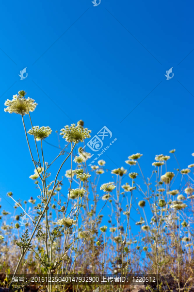 天空中美麗的花朵