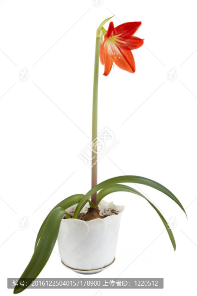 朱頂紅