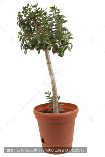 多肉植物