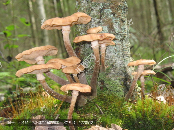 Mushroms在森林中。