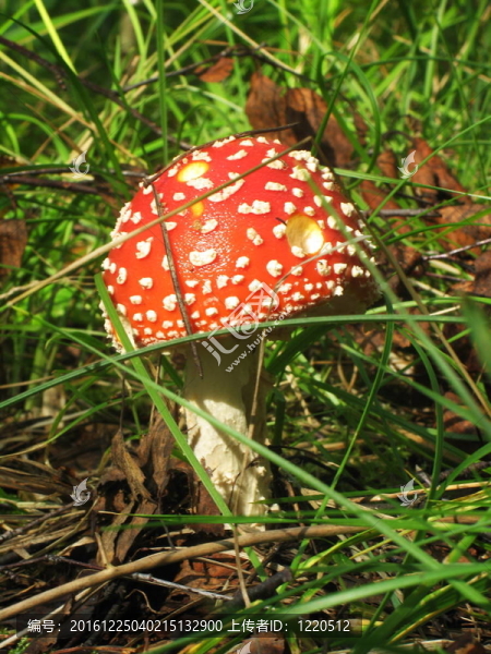 Mushroms在森林中。