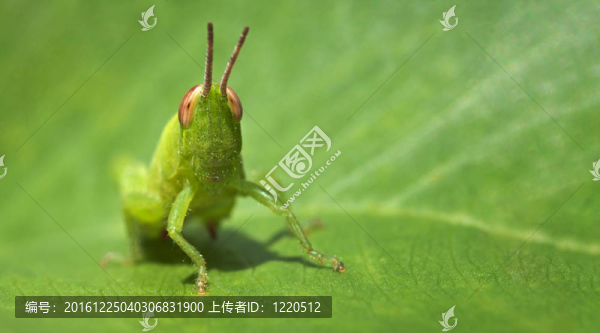 綠色搞笑蚱蜢葉子-名片格式