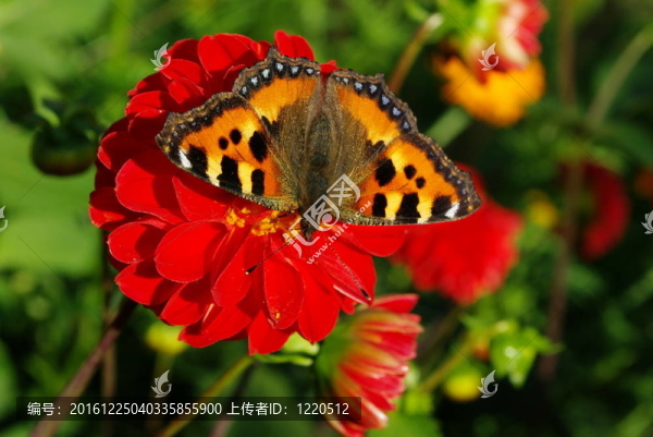 蝴蝶；從花叢中飛來(lái)