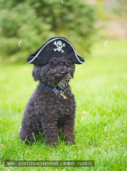 貴賓犬與海盜帽。