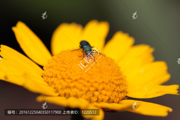 綠色的金屬的bug