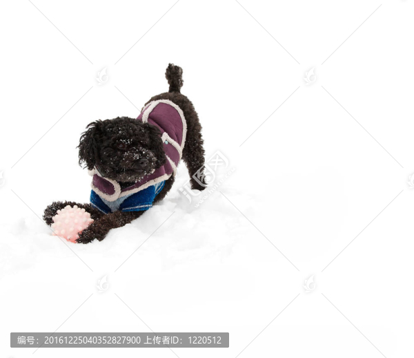 在雪中玩耍的獅子狗。