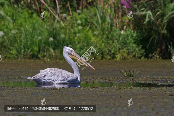 Dalmatian,Pelican（Pelecanus,crispus）