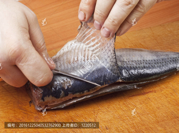 鯡魚