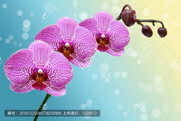 蘭花花的特寫