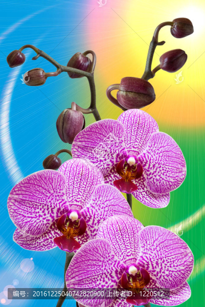 蘭花花的特寫