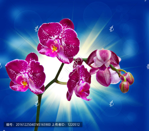 蘭花花的特寫